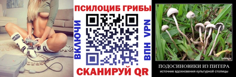 Галлюциногенные грибы Psilocybe  даркнет сайт  Майкоп 